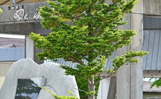 今村氏・金森氏再会記念樹