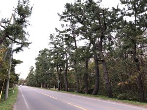 道道大沼公園鹿部線沿いの黒松並木